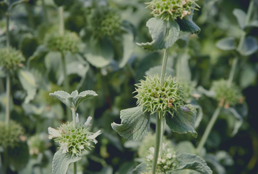 All About Horehound: Nature’s Medicine for Unproductive Coughs