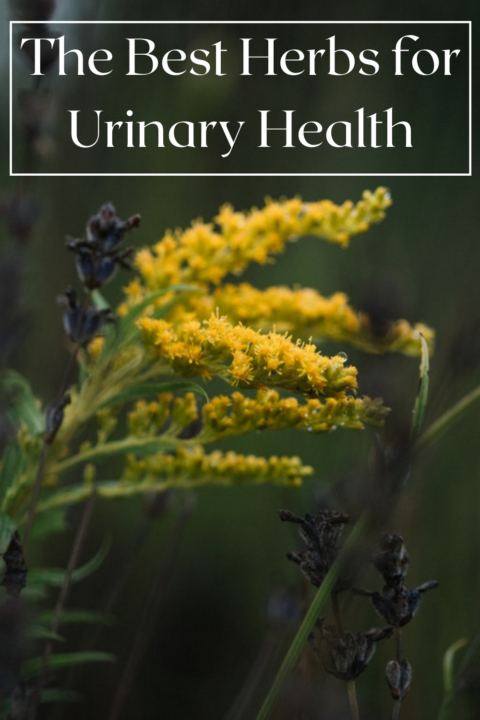 Ten Helpful Herbs For The Urinary System - Wild Mother