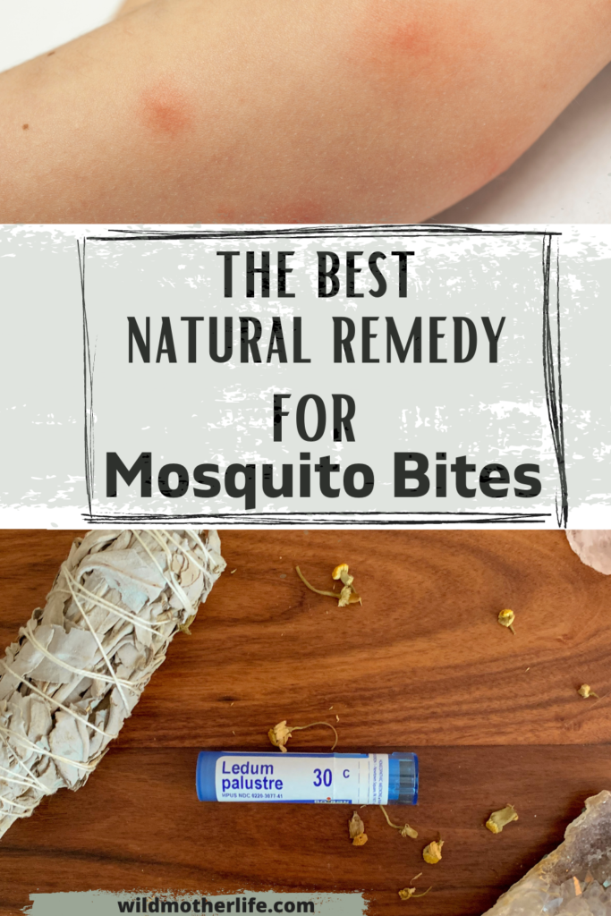 ledum palustre: best remedy for mosquito bites