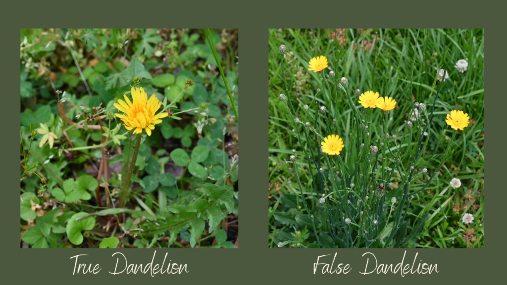 how to identify true dandelion