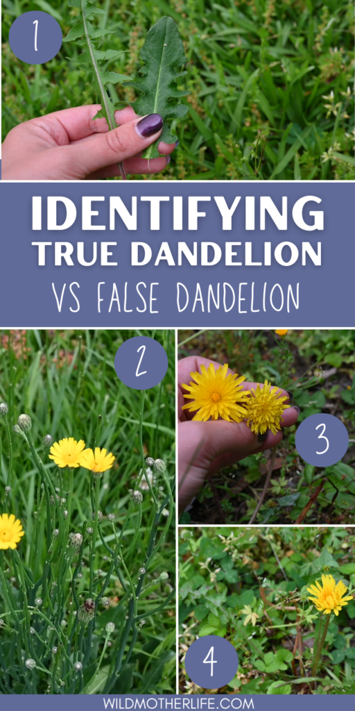 true dandelion vs false dandelion