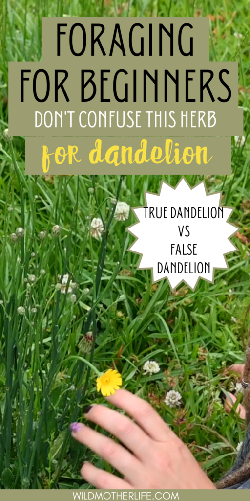 how to identify dandelion