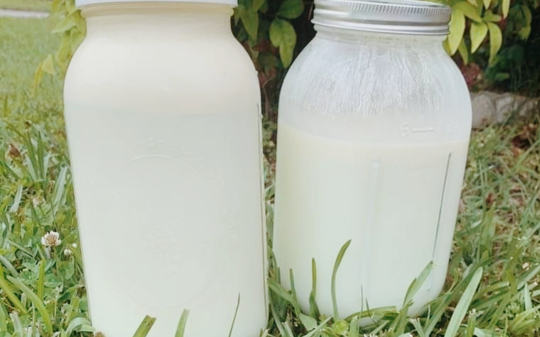 Where to Buy Raw Milk: A Beginner’s Guide